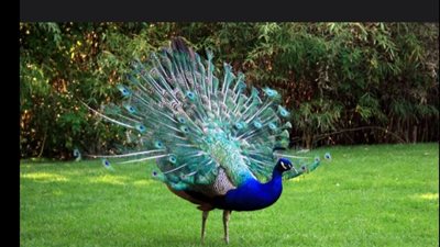 السلطات الهندية تعتقل مواطنًا بسبب وجبة 