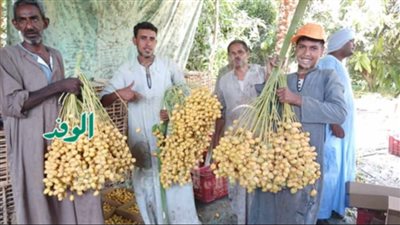 فيديو.. أصوله تعود لهدايا ملك العراق للملك فاروق قبل 94 عامًا.. حصاد البلح البرحي بالأقصر