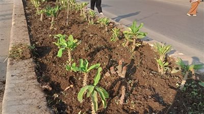 زراعة 41 ألفًا و522 شجرة بمراكز ومدن الغربية