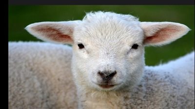 إنتاج أول خروف معدل وراثيًا في إسبانيا 