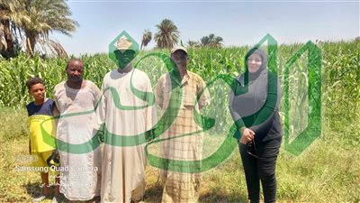 الآفات الزراعية تقضي على الذرة الشامية بأسوان.. والمزارعين: 