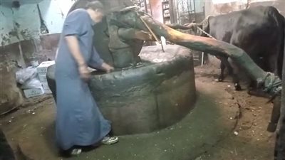 على غرار السواقي.. أقدم عصارة زيوت بقنا تجرها الماشية| فيديو 