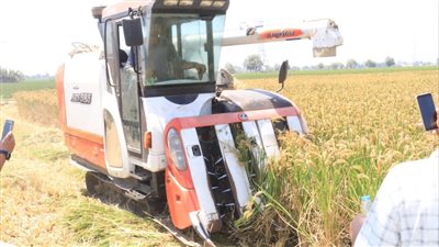 محافظ بورسعيد يفتتح موسم حصاد الأرز 