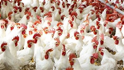 أسعار الفراخ البيضاء اليوم السبت في الأسواق