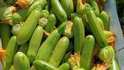 كيلو الكوسة بـ 40 جنيهًا.. أسعار الخضروات بأسواق الفيوم 