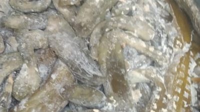 ضبط  6 أطنان مخللات منتهية الصلاحية بالمحمودية