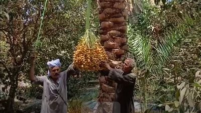 فيديو| تاريخهما يعود للعهد الملكي.. شاهد قصة أقدم نخلتين في الأقصر