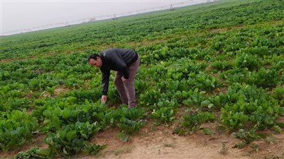 باحث زراعي يكشف أهم أصناف الطماطم التي تجود زراعتها في أراضي الإسماعيلية 