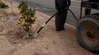 زراعة 400 ألف شجرة بمدن وقرى البحيرة