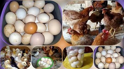 الكيلو بـ 63 جنيهًا.. أسعار الفراخ البيضاء اليوم الإثنين 19 أغسطس 2024