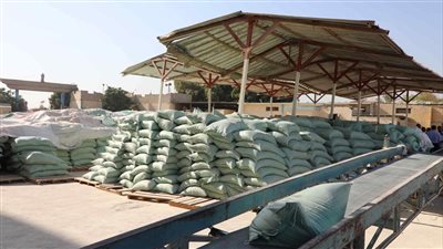 زيادة 25% .. للعام الثاني على التوالي المنيا تحصل على المركز الثاني في توريد القمح 