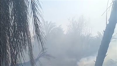 اندلاع حريق بعدد من أشجار النخيل بجنوب الأقصر