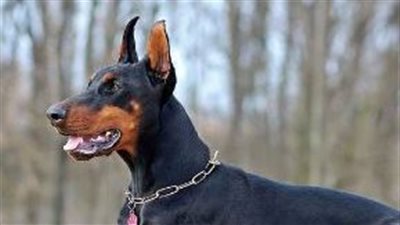 عقار جديد لمكافحة الشيخوخة والسرطان للكلاب