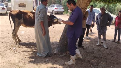 البحوث الزراعية يطلق قافلة بيطرية مجانية لمحافظة الإسماعيلية 