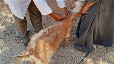 قافلة بيطرية من جامعة الزقازيق لكفر السلاوي
