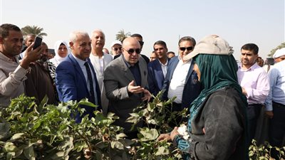 نقيب الفلاحين يكشف تفاصيل افتتاح موسم جني القطن بمحافظة بني سويف
