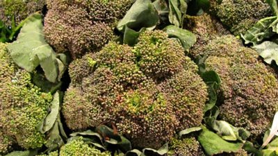 حظر مبيد حشري أمريكي يهدد سلامة الأجنة 