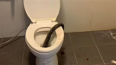 ثعبان يخرج من مرحاض ويهاجم شاب يجلس عليه بتايلاندا 