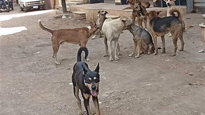 أهالي المنوفية يستغيثون من انتشار الكلاب الضالة |صور