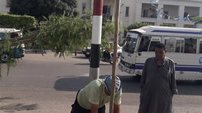 لجنة للحفاظ على الأشجار في شوارع الشرقية 