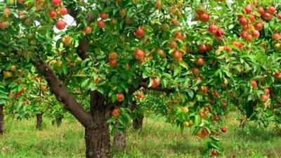   توزيع الأشجار المثمرة..قافلة تنموية شاملة في قرية الغيتة