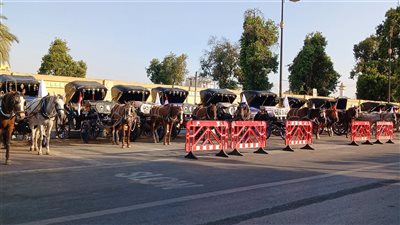 لتحويله إلى سماد عضوي.. الأقصر تسلم سائقي الحنطور “حفاضات خيل” 