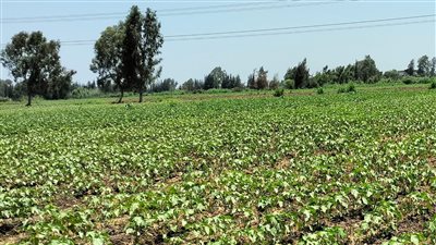 قطن البحيرة يحتضر.. والتغيرات المناخية تقضي على الإنتاج