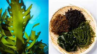 الأعشاب البحرية لها قدرة على إطالة العمر 