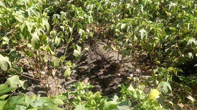 القطن فريسة الحشرات والآفات بالشرقية.. والتغيرات المناخية تؤثر على الإنتاج 