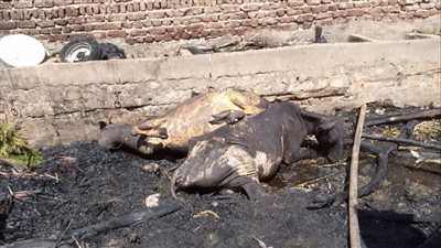 نفوق رؤوس ماشية إثر حريق هائل جنوب الأقصر