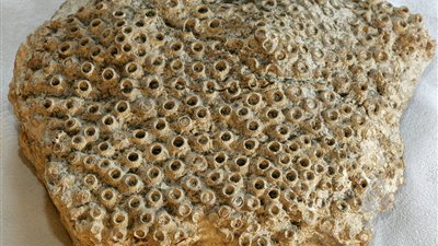 علماء يعثرون على آثار بحر دافئ قديم غرب سيبيريا