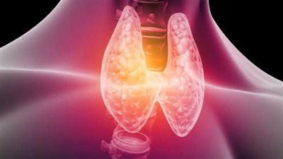 العلماء يكتشفون تأثيرات جديدة لهرمون الغدة الدرقية T3 على الجسم 