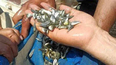 لزيادة المخزونات السمكية 