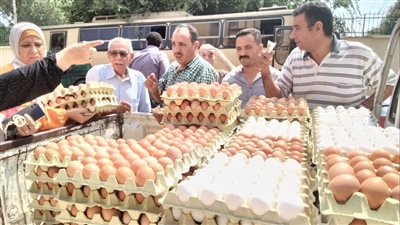 شعبة بيض المائدة: نستعد لإجراءات فورية ضد 21 من كبار المنتجين لتلاعبهم بالأسعار