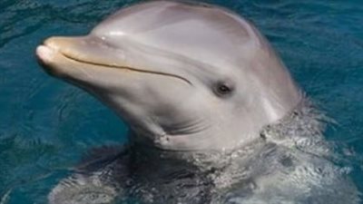 دولفين مكتئب يهاجم رواد شواطئ اليابان 