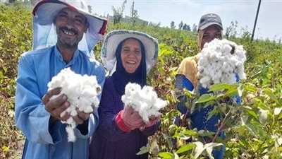 موسم جني القطن.. الحكومة ترضي المزارعين بسعر ضمان غير مسبوق (فيديو)