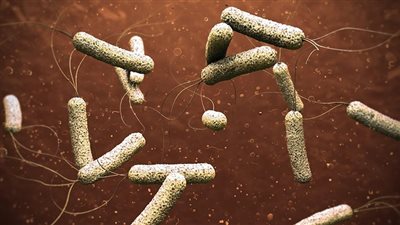 حقيقة ظهور حالات إصابة بوباء 