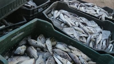 ضبط أكثر من طن كجم أسماك غير صالحة للاستهلاك الآدمي بمطوبس 