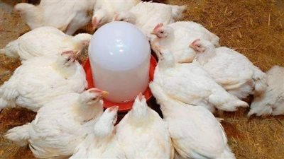 بمعدل 5 جنيهات.. أسعار الدواجن تقفز بأسواق البحيرة