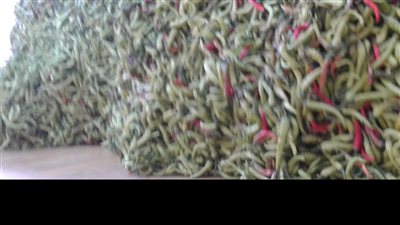 قرية كومبو تصدر 