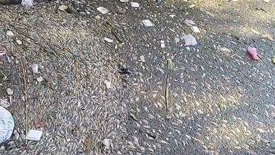 ظاهرة نفوق الأسماك تهدد الثروة السمكية بالغربية