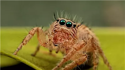 فطر الزومبي يقضي على ثالث عنكبوت| ما تأثيره على البشر؟ (تفاصيل)