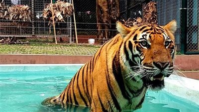 هجوم نمر على مدربته في منتزه ترفيهي في أستراليا 