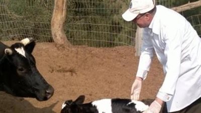 الطب البيطري بالإسكندرية.. جميع اللقاحات متوفرة ولا قلق من لحوم الماشية 