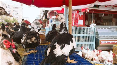 إرتفاع أسعار الطيور بأسواق البحيرة اليوم الأربعاء