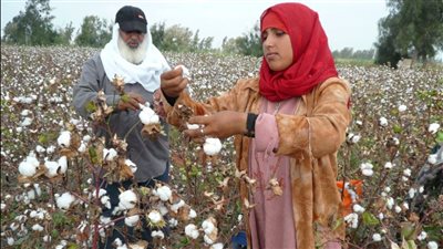 ننشر ملامح استعدادات منظومة تداول الأقطان للموسم الجديد