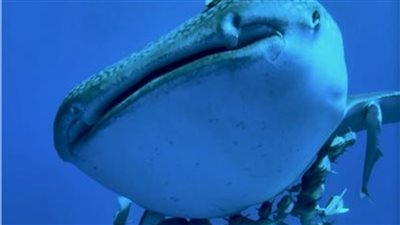 القرش بهلول يعاود الظهور بمنطقة بمرسى علم 