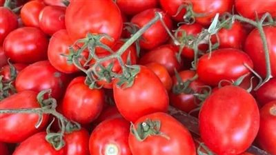 الطماطم ب35 جنيها.. إرتفاع أسعار الخضروات اليوم الجمعة بالفيوم 