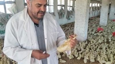 تحصين 481 ألف طائر ضد مرض أنفلونزا الطيور والأمراض الوبائية بالشرقية 