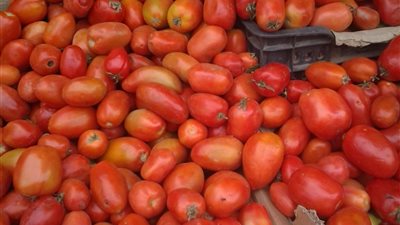ارتفاع جنوني في أسعار الطماطم بأسواق الإسكندرية 